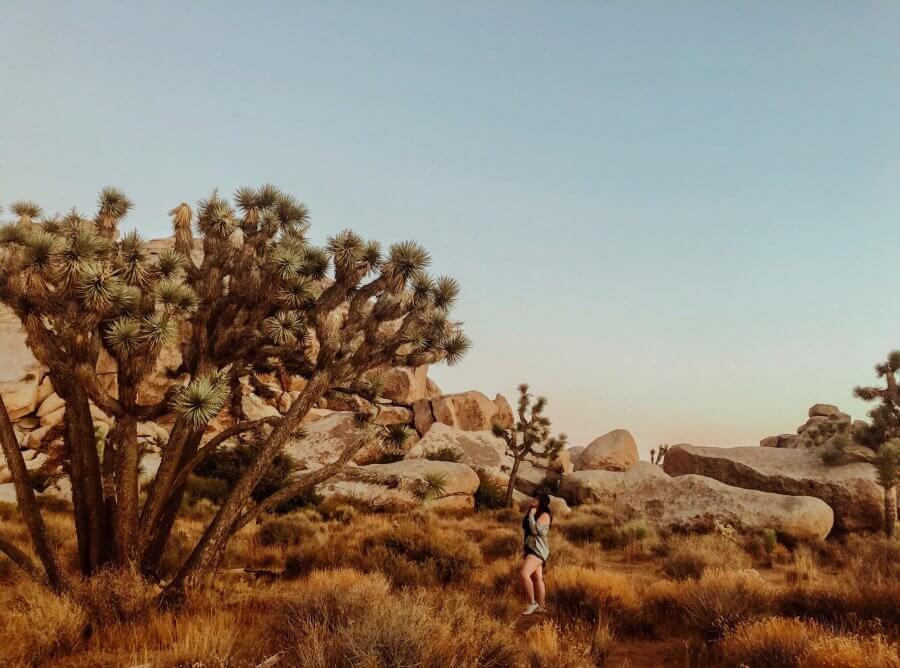 Before visiting Joshua Tree, my travel mindset began to fade.