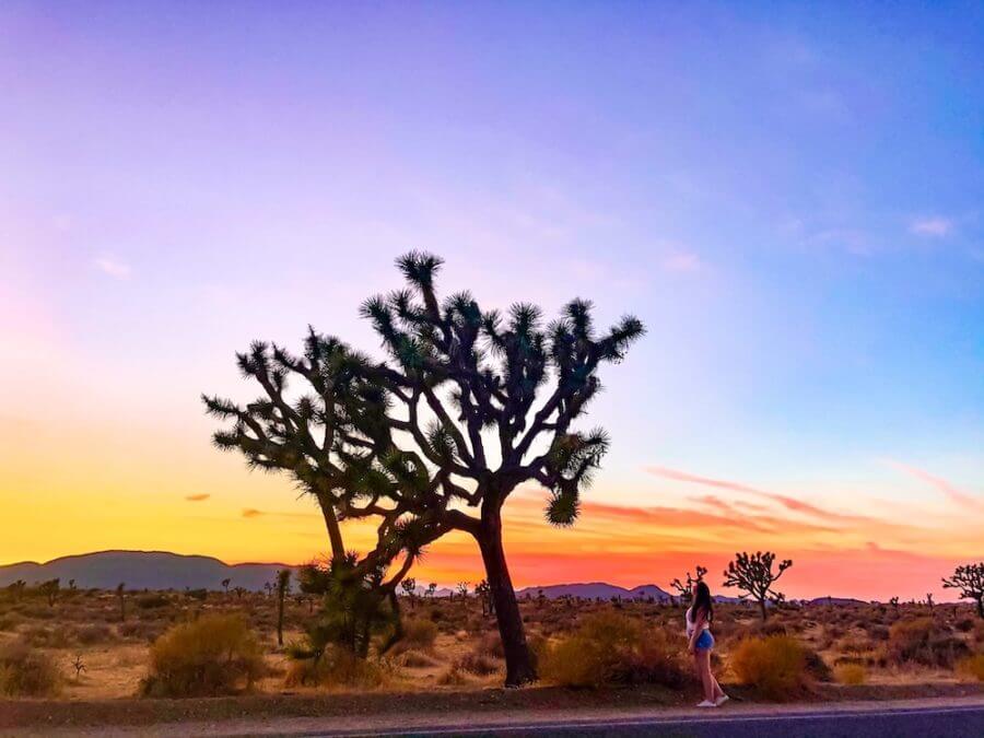 A picture of Elaina admiring a Joshua Tree at Joshua Tree National Park during sunset. Stargazing at Joshua Tree National Park is one of the best things to do in California