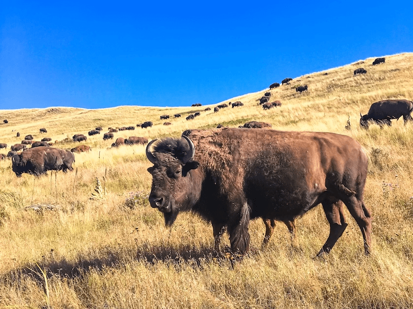 Several bison at the National Bison Range in Montana